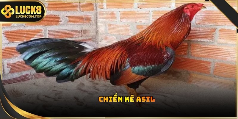 Đá gà trực tiếp casino ghi nhận các trận có sự góp mặt của chiến kê Asil